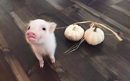 【迷你猪】Mini Pig - A Cute Micro Pig Videos Compilation 2016 -- NEW HD