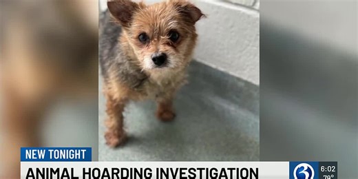 37 dogs rescued from hoarding situation in Wallingford