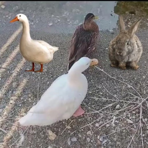 動物の世界