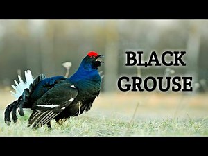 Black Grouse Bird Sound | WildLife Photography
