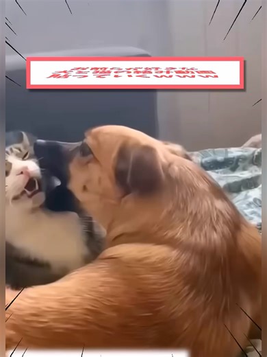 犬と猫の癒しが止まらない絡み動画