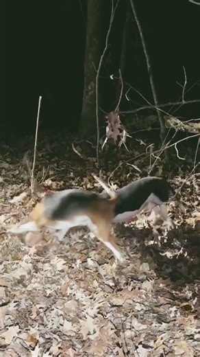 Coon Hunting Walker Hounds#hunting #outdoors #airsoftcqb