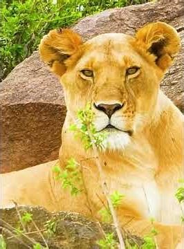 Python vs. Lionesses A Deadly Gamble for the Rock Pride! 🦁🐍