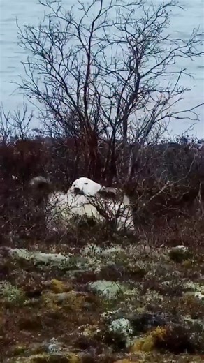 What is a cub’s favorite tundra toy? A twig, of course!🪾 🎥: Seen this afternoon on our @exploreorg live cam #polarbear #polarbears #polarbearsofinstagram #babyanimals #wildlifeplanet #wildlifeonearth | Polar Bears International