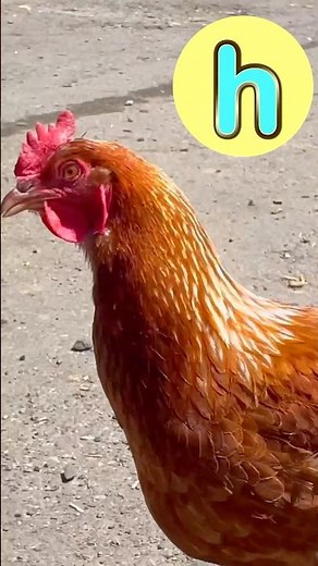 A-Z Animals 🦒🐓 #abcd #kidssongs #kidsvideo #song #children #kids #toddlers #explore #fun #animals