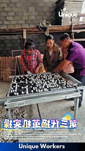 Silkworm Cocoon Harvesting: Innovative Machine Demonstration