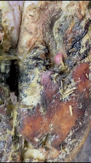 Nate the Hoof Guy: Oddly Satisfying Cow Hoof Cleaning and Care