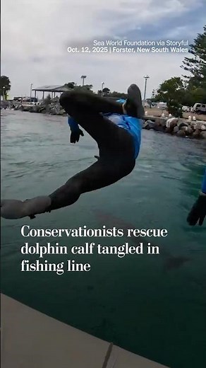 Conservationists rescue dolphin calf tangled in fishing line