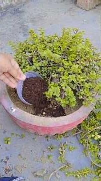 How to Care for a Jade Plant: Pruning & Fertilizing Guide
