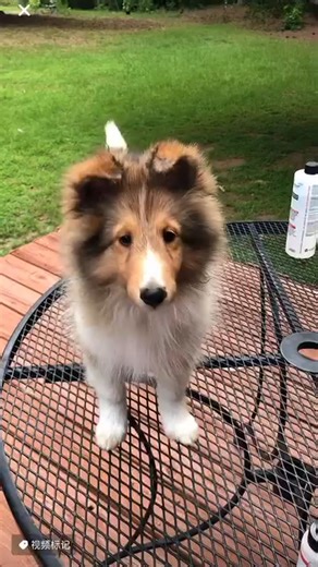 34K views · 2.4K reactions | My favorite girl Margot❤️ | Sheltie Lovers | Facebook