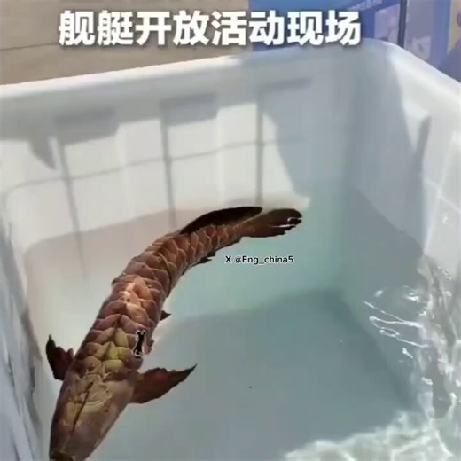 UNUSUALVisitors were surprised to find a fish in a tank during the open day for visiting Chinese warships, but this fish was artificial and an unmanned crew member serving on the warships of the Chinese People's Liberation Army.