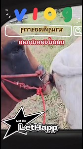 រៀបរយហើយ ថាកុំចង់ហក់😂😂 | LeT Go