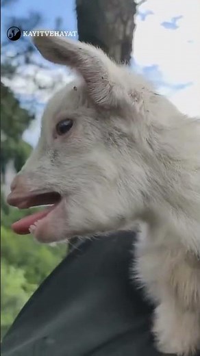 Cute White Goat Babies Playing & Jumping | Most Adorable Baby Goats Ever