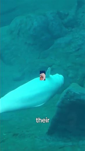 Why This Whale’s Head Is So Squishy 🐋🧠
