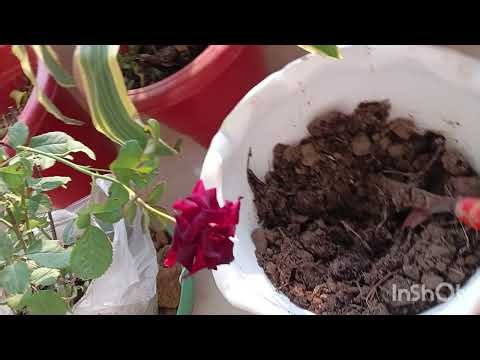 Don’t Miss This: Easy Rose Planting Guide 🌹”