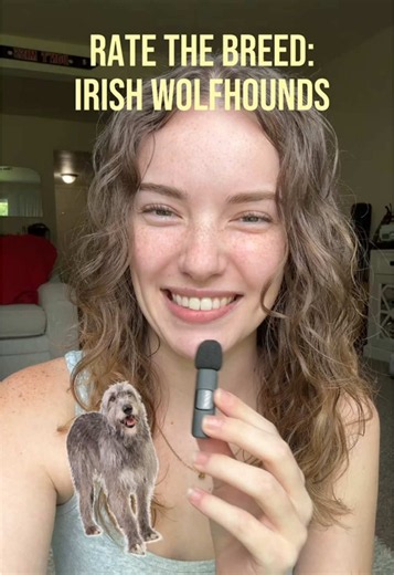RATE THE BREED: IRISH WOLFHOUNDS! show me your IWH, and tell me what breeds you want to see next! #dog #irishwolfhound #dogsoftiktok #irish #dogbreeds