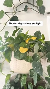 🚨 What NOT to do ⬇️ If you’re noticing yellow leaves: DO NOT rush to repot DO NOT start watering more without checking the soil first DO NOT panic 😘 This is completely normal this time of year but also completely manageable! Lower light levels this time of year cause some leaf loss as plants don’t have enough energy to hold onto all of them. If you’d like to slow down leaf loss you can add a grow light. For me, some yellow leaves are just part of the process and as the plant adjust to lower li