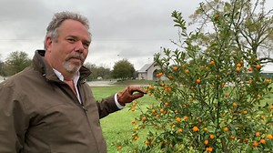 Have you seen a large sucker growing from the base of your citrus plant? LSU AgCenter horticulture agent Chris Dunaway discusses the trifoliate orange rootstock and how to manage it on your citrus plant. | LSU AgCenter