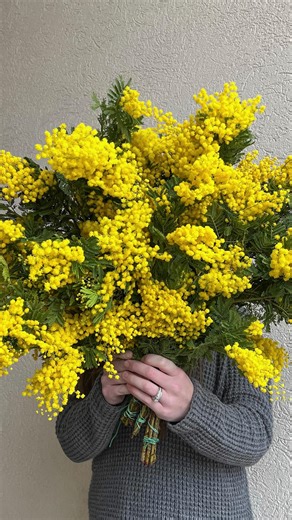 DVFlora | Little yellow clouds of happiness ☀️ Mimosa is back in inventory starting next week! This sunshine filled bloom is only around for a... | Instagram