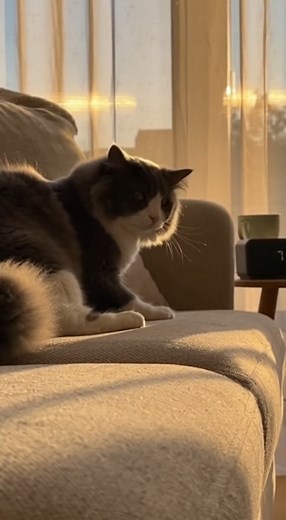 2.7K views · 64 reactions |  El despertar inesperado #GatoDormilón #CatReaction #FunnyCats #Realismo8K #VidaFelina | The Split Screen | Facebook