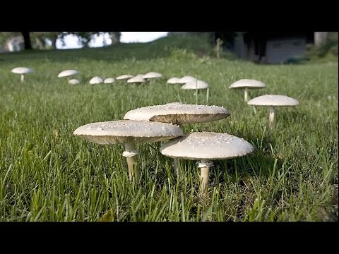 Grumpy's Guide to Yard Mushrooms | Southern Living