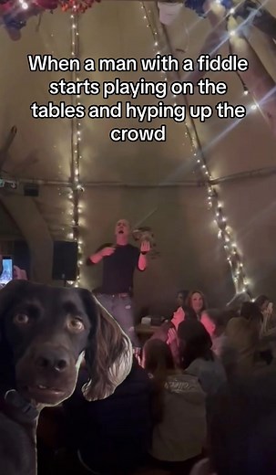 You will quickly be amazed by our resident fiddler… followed by swiftly getting up to have a boogie 🕺🏻🎻 #lazybear #newcastle #confuseddog #livemusic #boogie #fiddle