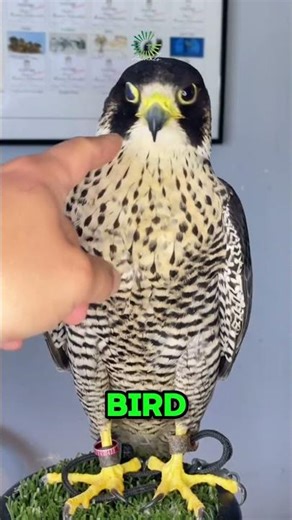 Why Falcons Have Their Eyes Covered While Flying