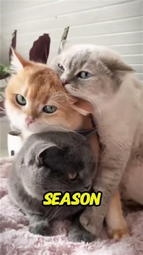 Your Cat’s Color Has a Crazy Secret (You’ll Never Guess Why!)