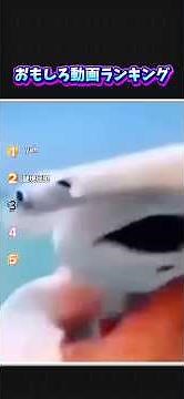 おもしろ動画ランキングtop5 #おもしろ #memes #top5 #funny #fypシ