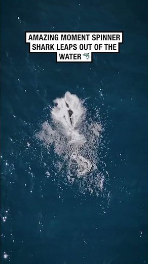 Watch the moment this spinner shark leaps out of the water!! 🦈 🎥: ContentBible