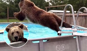 Video of Bruiser Bear in swimming pool will leave you with a big smile