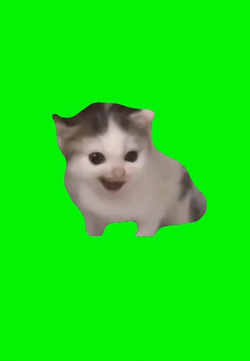 German Cat | Green Screen #cat #catmeme #german #germany #painter #kitten #meme #memes #fyp