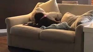 The cutest thing you'll see all day. Cobbler's (A410934) littermates all made weight for their spay/neuter surgeries, but he was still too small. Left behind without his pack, he formed a new best friend, his foster mom's resident dog. For more information on this adorable gray kitten, please e-mail FosterCare@ocfl.net. | Orange County Animal Services