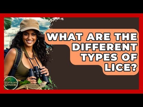 What Are The Different Types Of Lice? - Reptilian Wonders