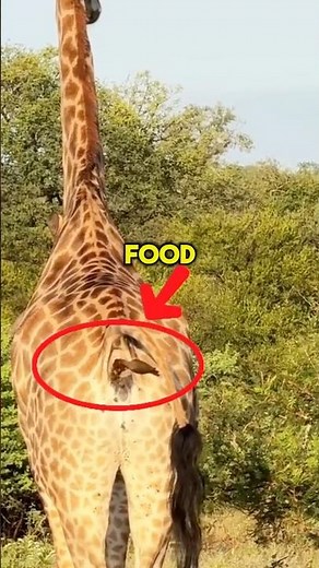 Why Do Birds Eat Giraffe Poop? The Shocking Truth! 🤢 #facts #giraffe #birdslover