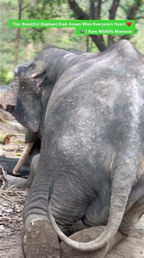 This Beautiful Elephant from Assam Wins Everyone’s Heart ❤️🐘 | Rare Wildlife Moments!!