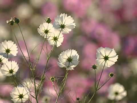 秋桜 山口百恵 コスモス