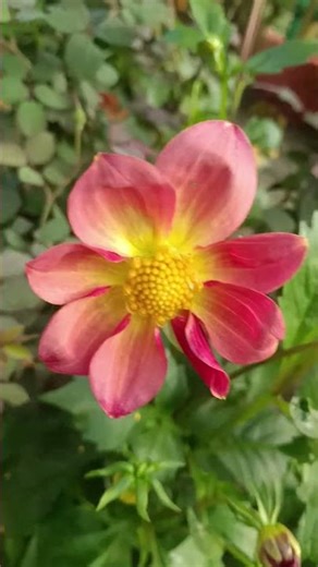 🌅🌅 Beautifull morning 🌅🌅🥰🥰#shortsviral #