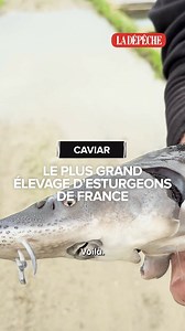 60K views · 382 reactions |  C'est le plus grand site de production d'esturgeons de France et il se trouve dans le Gers. 280 000 poissons y sont élevés pour récupérer les œufs et produire le fameux caviar. #Sudouest #Actu #Gers #Caviar | La Dépêche du Midi | Facebook