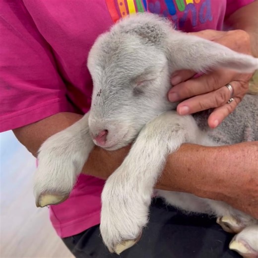 383K views · 10K reactions | Tilly’s First 24 Hours at Sanctuary...