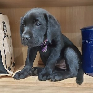 You've met Gordon and Kai, so how is last year's Black Lab Friday sponsor puppy doing? Well, it's safe to say that Robyn has grown a lot! 😊 Robyn has made a fab start to her training and we know she is going to make a wonderful hearing dog in the future 🐶🐾 | Hearing Dogs for Deaf People