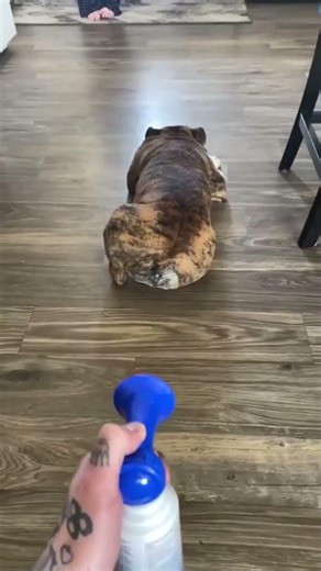 Puppies are always getting dirty 🤣😂 #viral #fyp #dog #funnyvideos #Funny