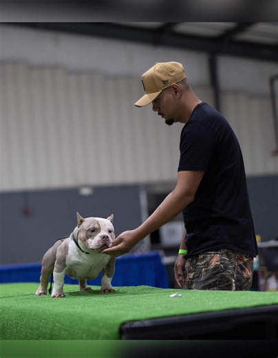 BRC Global Canine Pedigrees: Stack 'Em Up