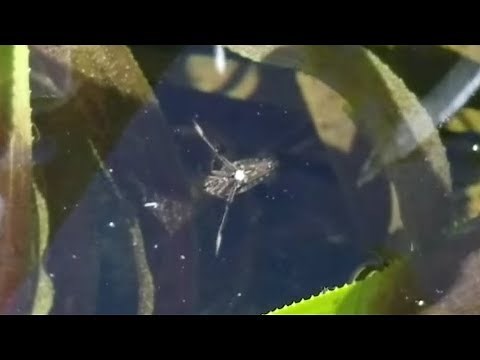 Gemeiner Rückenschwimmer #LoveNature #Wanze #Wasserwanze