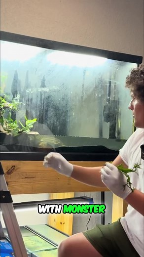 Transform your tank with glued plants! 🌿🐠 Watch these fish explore their natural paradise. Only at RobsAquatics.com #Aquascape #MonsterFish #JavaFern #FreshwaterPredator #AquariumLife