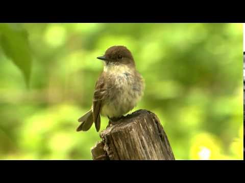 Eastern Phoebe Tail Wagging