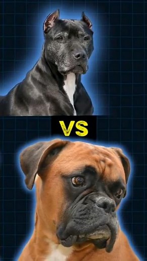 Pit Bull vs Boxer explanation