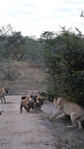 1.1M views · 9K reactions | Othawa Lioness vs Hyena Clan The age old...