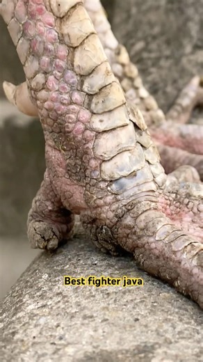 One of my best fighter java it’s ready for the breeding#viralvideo#hardwork#shorts#fyp#pets#youtube