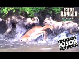 Epic Hunt: Painted Wolves Outsmart Impala's Swim To Safety!